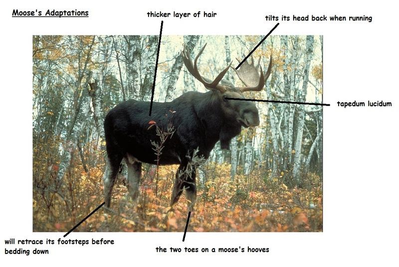 Taiga Adaptations - Moose